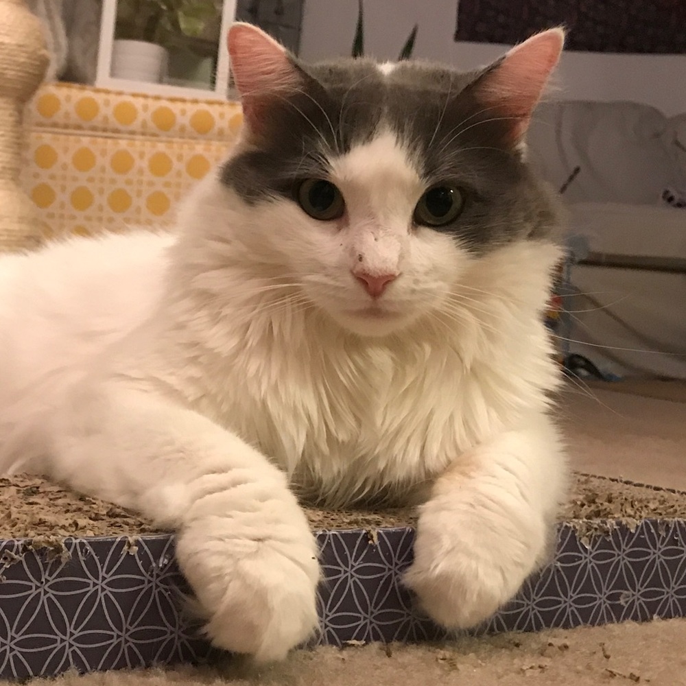 Meet your Posher, Lindsay